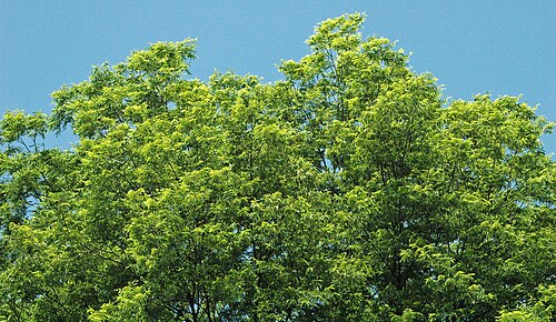 Pecan: Carya illinoinensis (Wangenheim, 1787) - pecan tree (Dawes Arboretum, Licking County, Ohio, USA) Plants are multicellular, photosynthesizing eucaryotes. Most sp