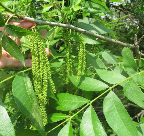 Pecan (Carya illinoinensis)