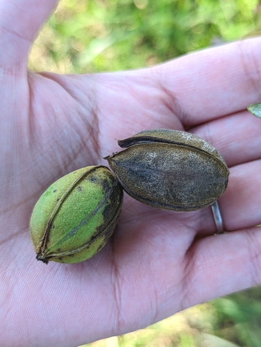 Pecan (Carya illinoinensis)