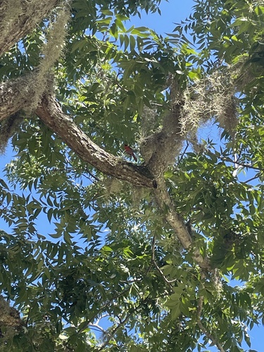 Pecan (Carya illinoinensis)