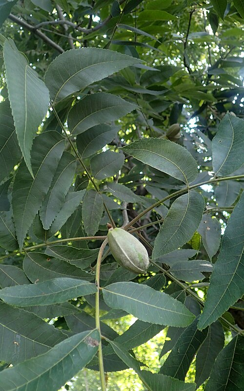 Pecan: Carya illinoinensis in the Missouri Botanical Garden, St. Louis