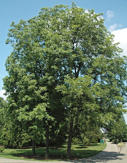 Pecan: Carya illinoinensis (Wangenheim, 1787) - pecan tree (Dawes Arboretum, Licking County, Ohio, USA) Plants are multicellular, photosynthesizing eucaryotes. Most sp