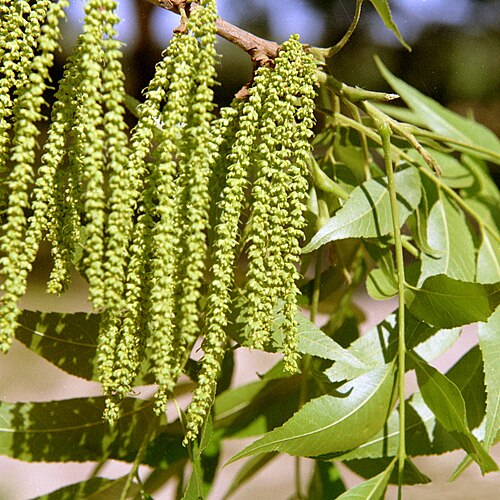 Pecan: Carya illinoinensis catkins