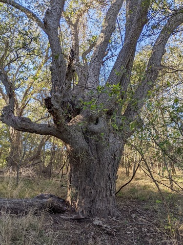 Pecan (Carya illinoinensis)