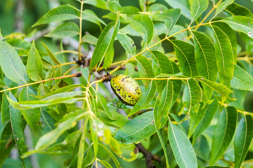 Pecan (Carya illinoinensis)