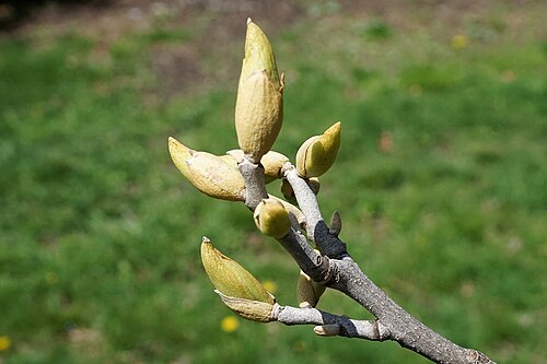 Nutmeg hickory: Carya myristiciformis