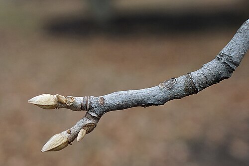 Nutmeg hickory: Carya myristiciformis (Nutmeg Hickory) dormant buds