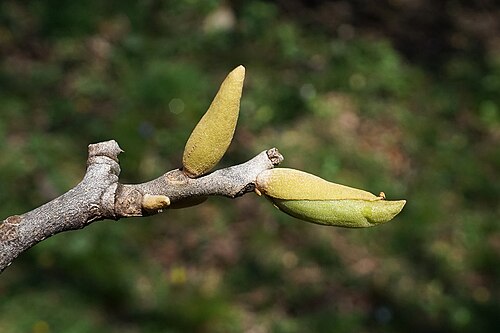 Nutmeg hickory: Carya myristiciformis