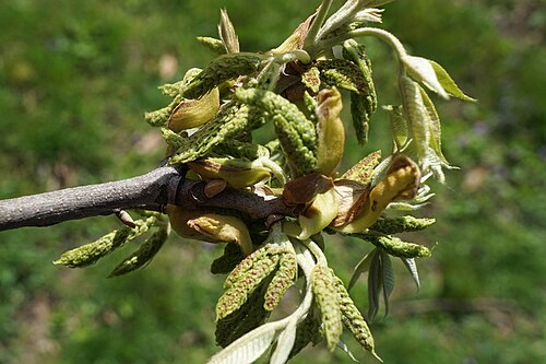 Nutmeg hickory: Carya myristiciformis
