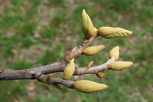Nutmeg hickory: Carya myristiciformis