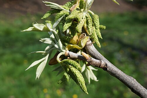 Nutmeg hickory: Carya myristiciformis