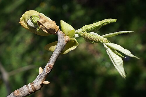 Nutmeg hickory: Carya myristiciformis