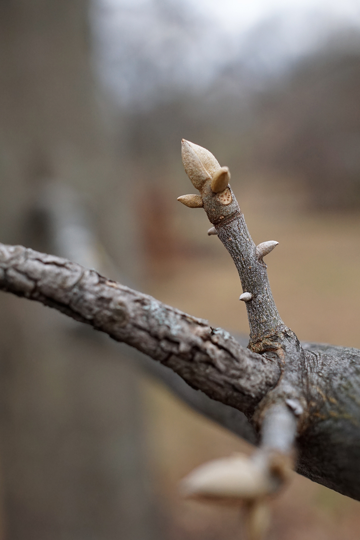 Nutmeg hickory: Carya myristiciformis (Nutmeg Hickory) dormant buds