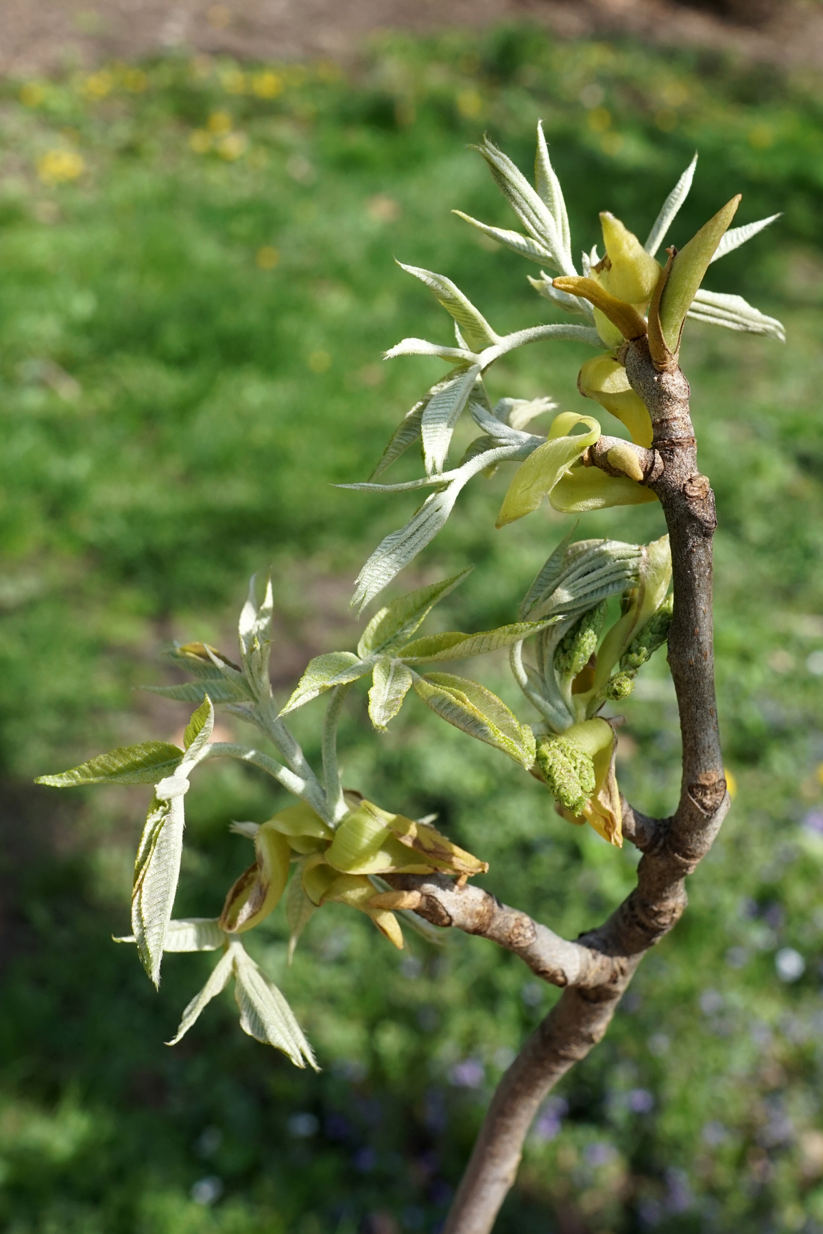 Nutmeg hickory: Carya myristiciformis