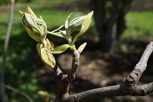 Nutmeg hickory: Carya myristiciformis
