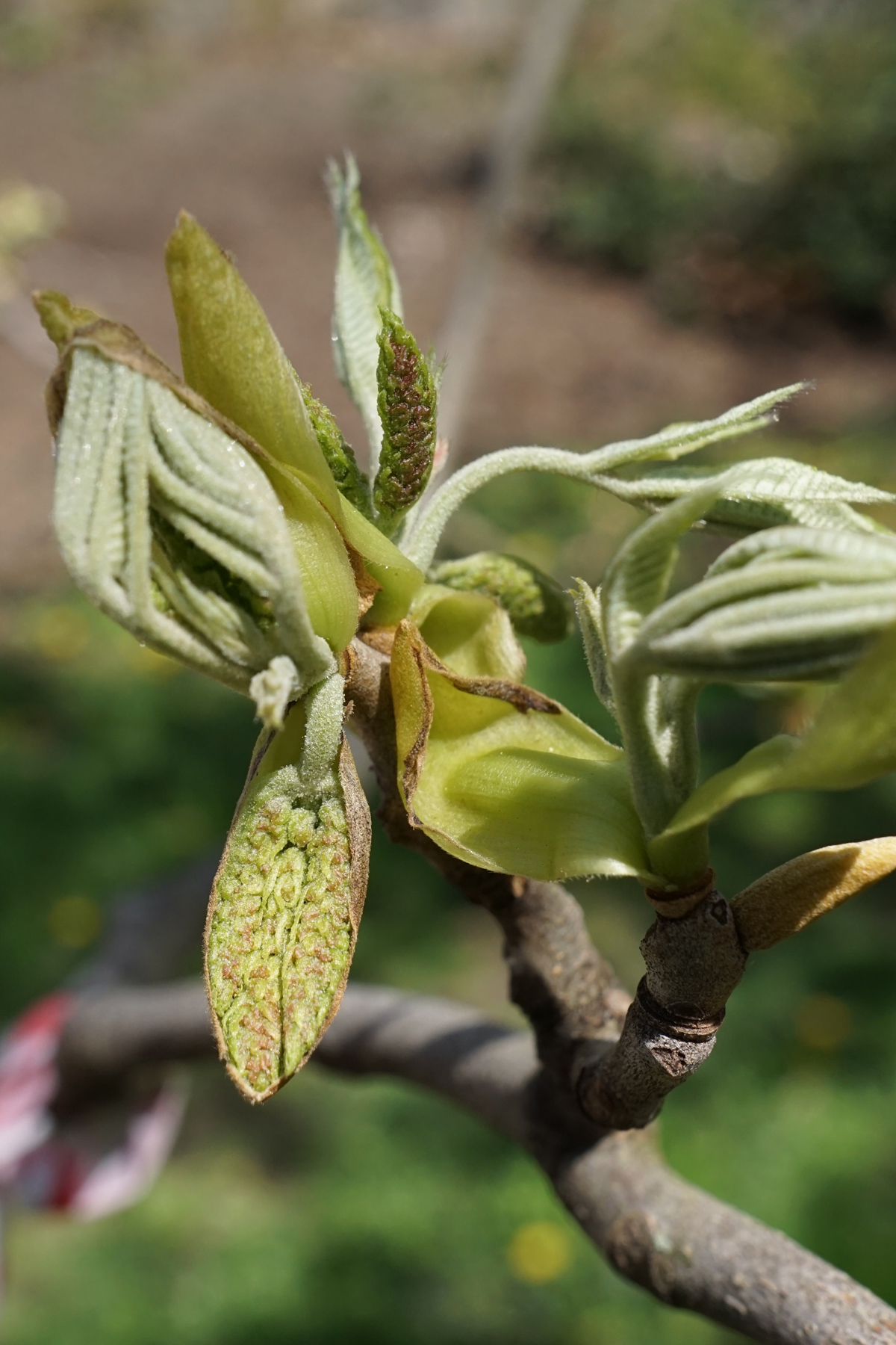 Nutmeg hickory: Carya myristiciformis