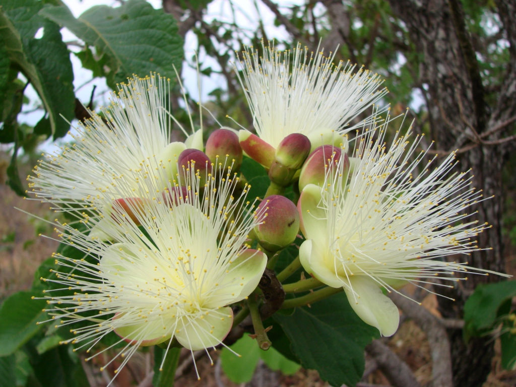 Pequi: Caryocar brasiliense - CARYOCARACEAE Jardim Botânico de Brasília - Distrito Federal - Brasil.