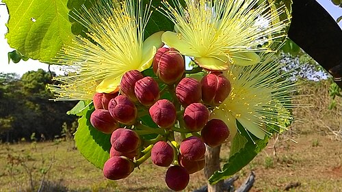 Pequi: Pequi, flor