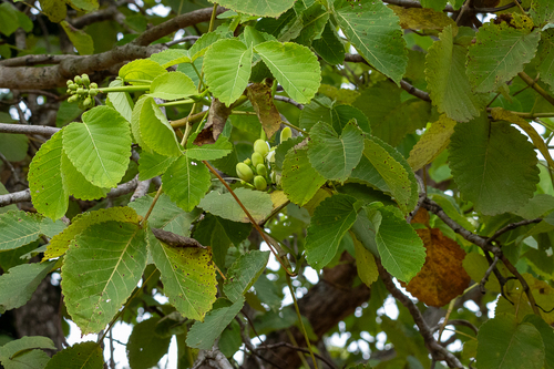 Pequi (Caryocar brasiliense)