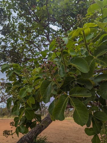 Pequi (Caryocar brasiliense)