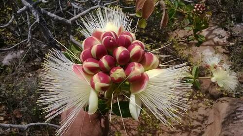 Pequi (Caryocar brasiliense)