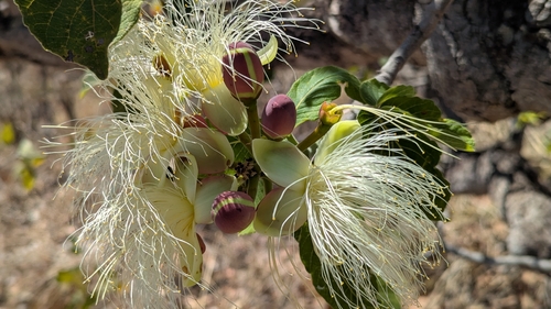Pequi (Caryocar brasiliense)