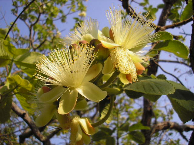 Pequi: Caryocar brasiliense