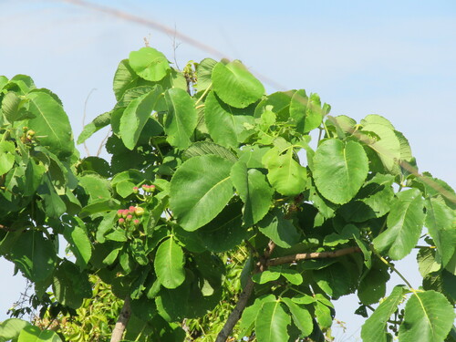 Pequi (Caryocar brasiliense)