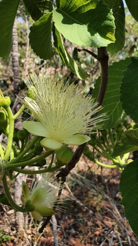 Pequi (Caryocar brasiliense)
