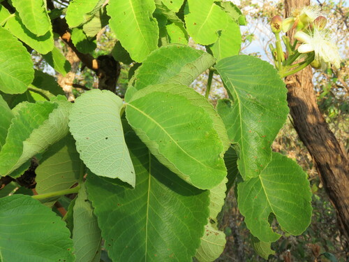 Pequi (Caryocar brasiliense)