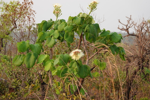 Pequi (Caryocar brasiliense)