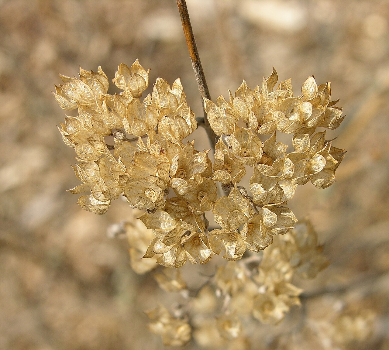 Common bluebeard: Photograph of a dried flower head of the Bluebeard en ( Caryopteris incana en 'Jason'). Photo taken at the Tyler Arboretum where it was identified. Camera and E