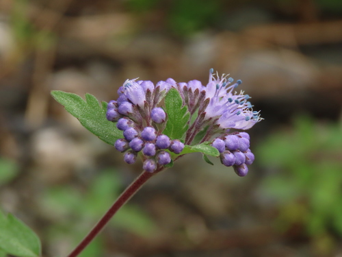 Common bluebeard (Caryopteris incana)