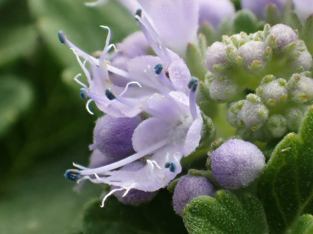 Common bluebeard (Caryopteris incana)
