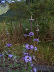 Common bluebeard (Caryopteris incana)