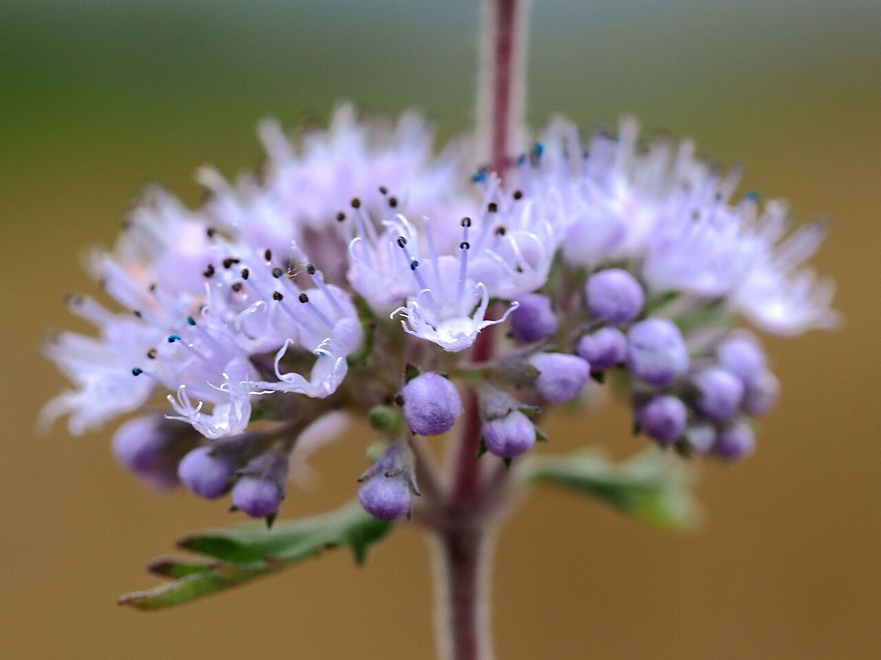 Common bluebeard: Caryopteris incana — Field observation from 956台灣臺東縣關山鎮, Chinese Taipei. Collected by 葉子 (2026-02-05). Recorded in GBIF occurrence 6353361693 .