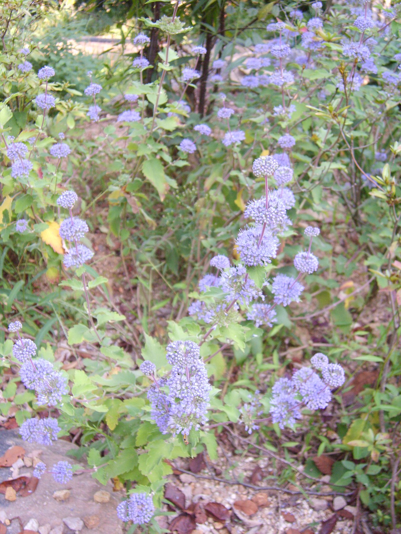 Common bluebeard: Caryopteris incana