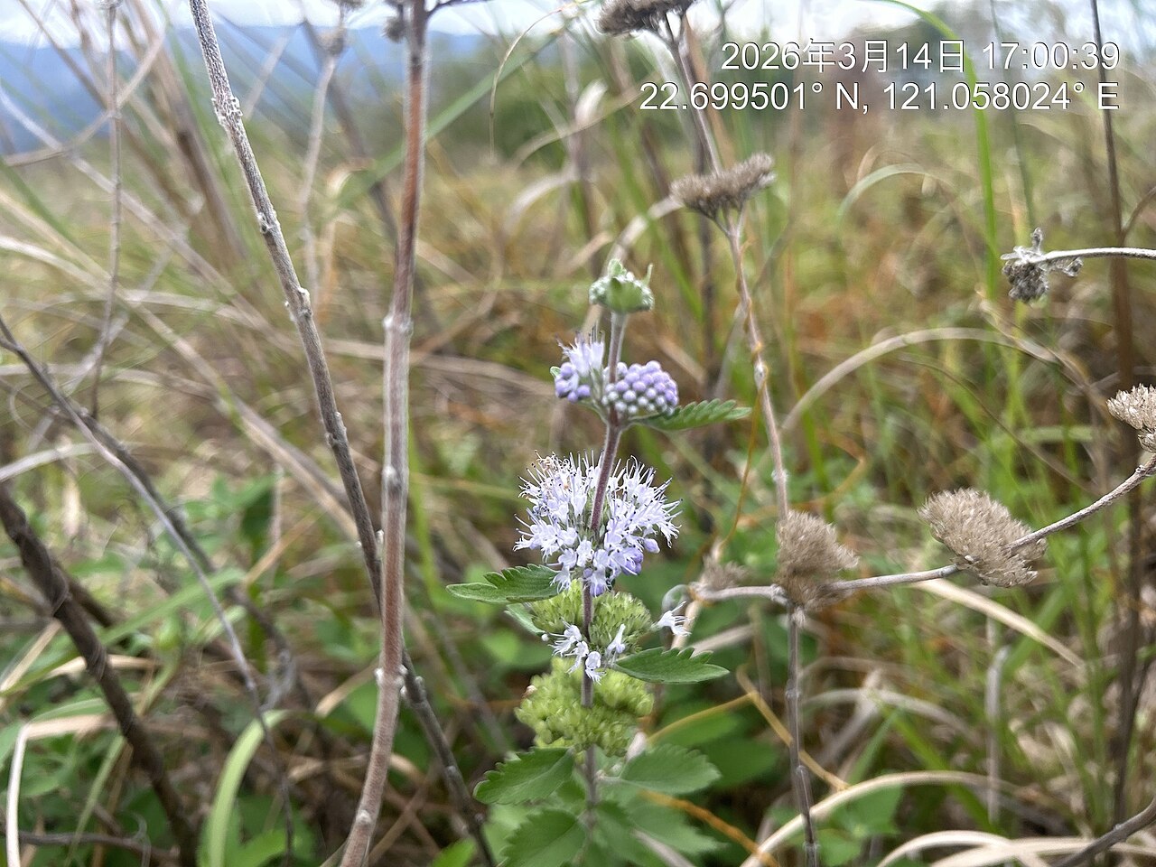 Common bluebeard: Caryopteris incana — Field observation from 950台灣臺東縣臺東市, Chinese Taipei. Collected by Yi-fan翊凡 (2026-03-14). Recorded in GBIF occurrence 6253135235 .