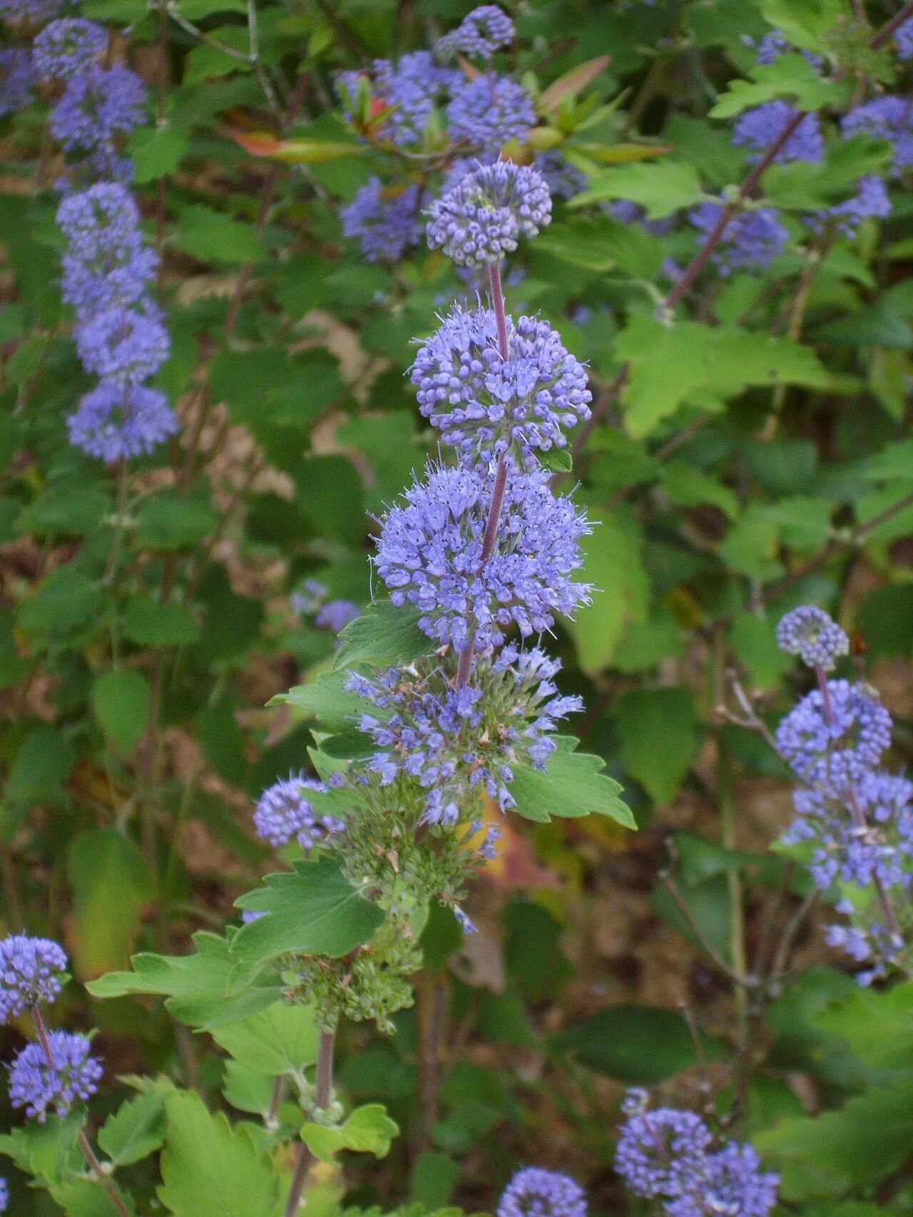 Common bluebeard: Caryopteris incana
