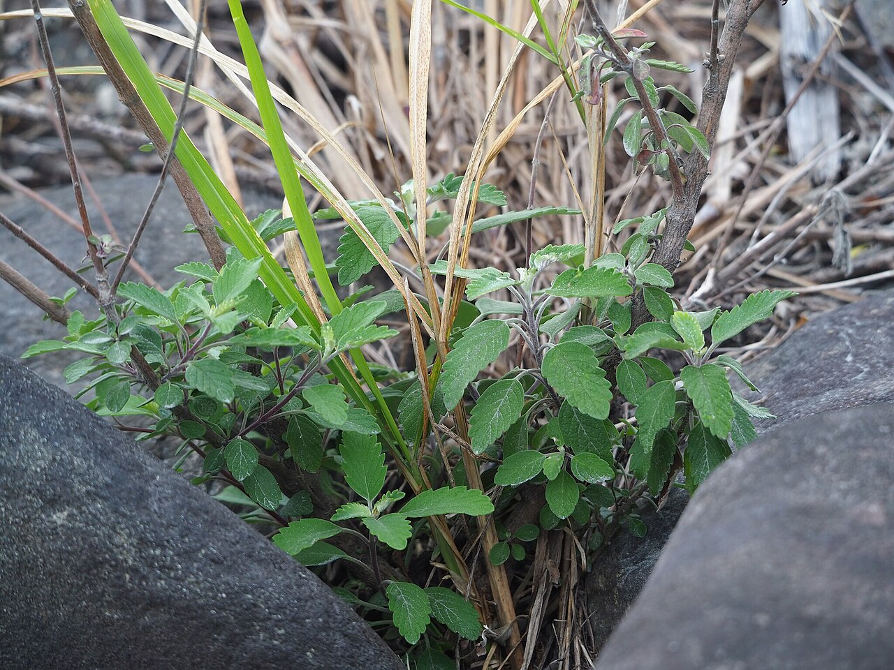 Common bluebeard: Caryopteris incana — Field observation from 956台灣臺東縣關山鎮, Chinese Taipei. Collected by 葉子 (2026-02-05). Recorded in GBIF occurrence 6353125396 .