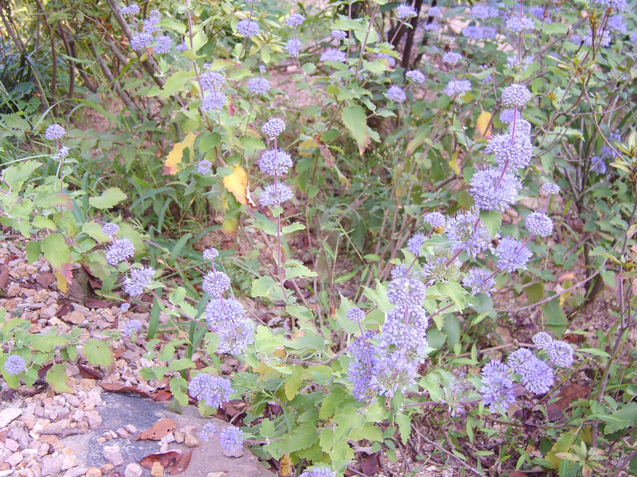 Common bluebeard: Caryopteris incana