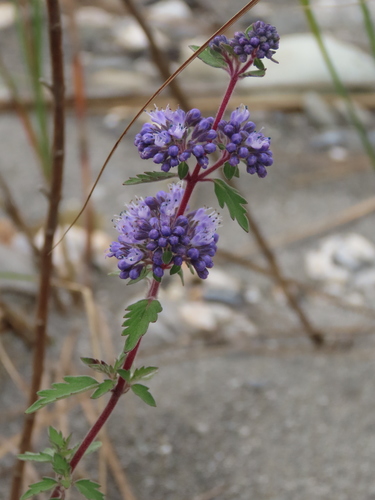 Common bluebeard (Caryopteris incana)