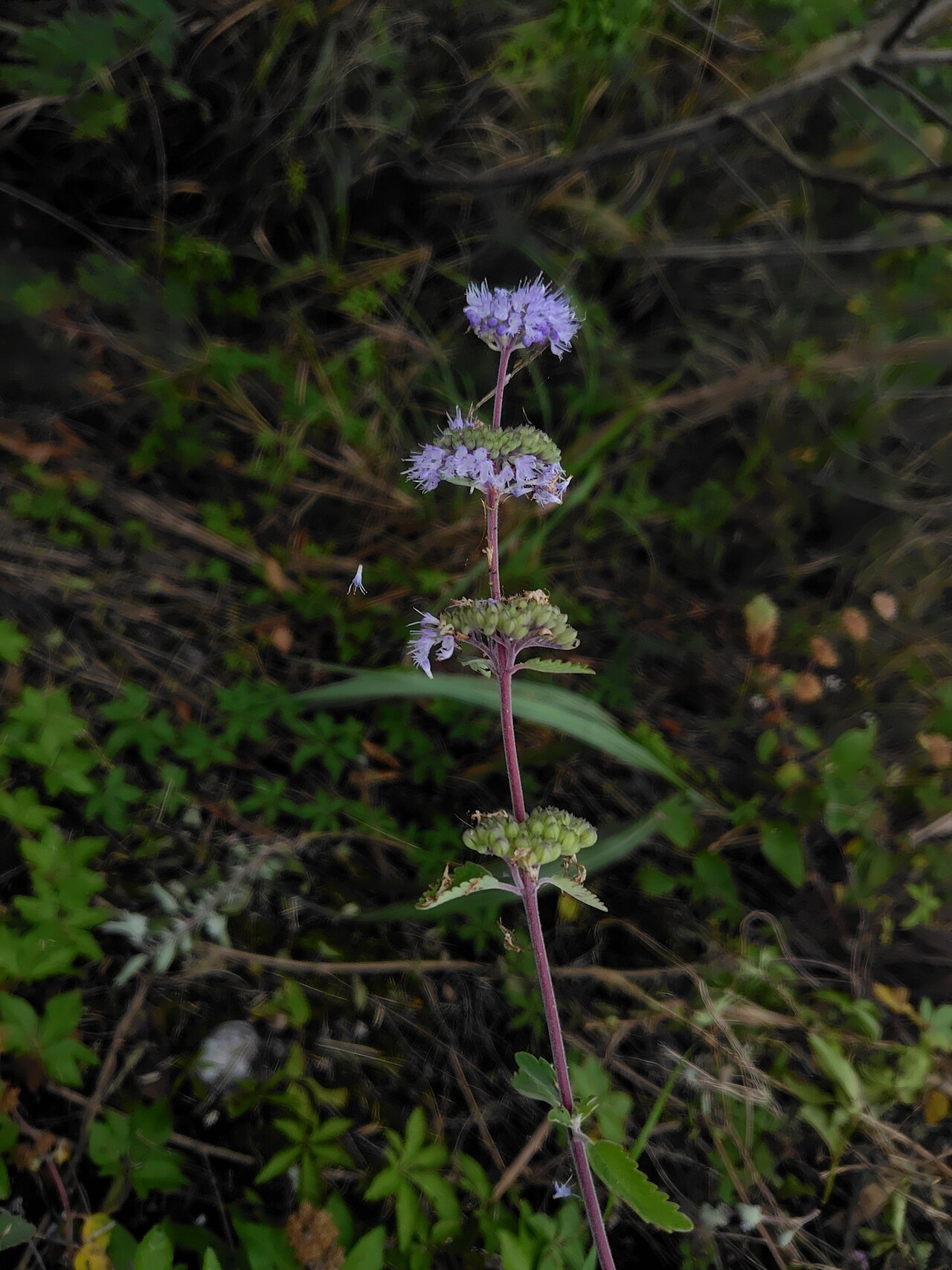 Common bluebeard: Caryopteris incana — Field observation from 970台灣花蓮縣花蓮市國興里, Chinese Taipei. Collected by chiuluan (2026-01-18). Recorded in GBIF occurrence 6131149661 .