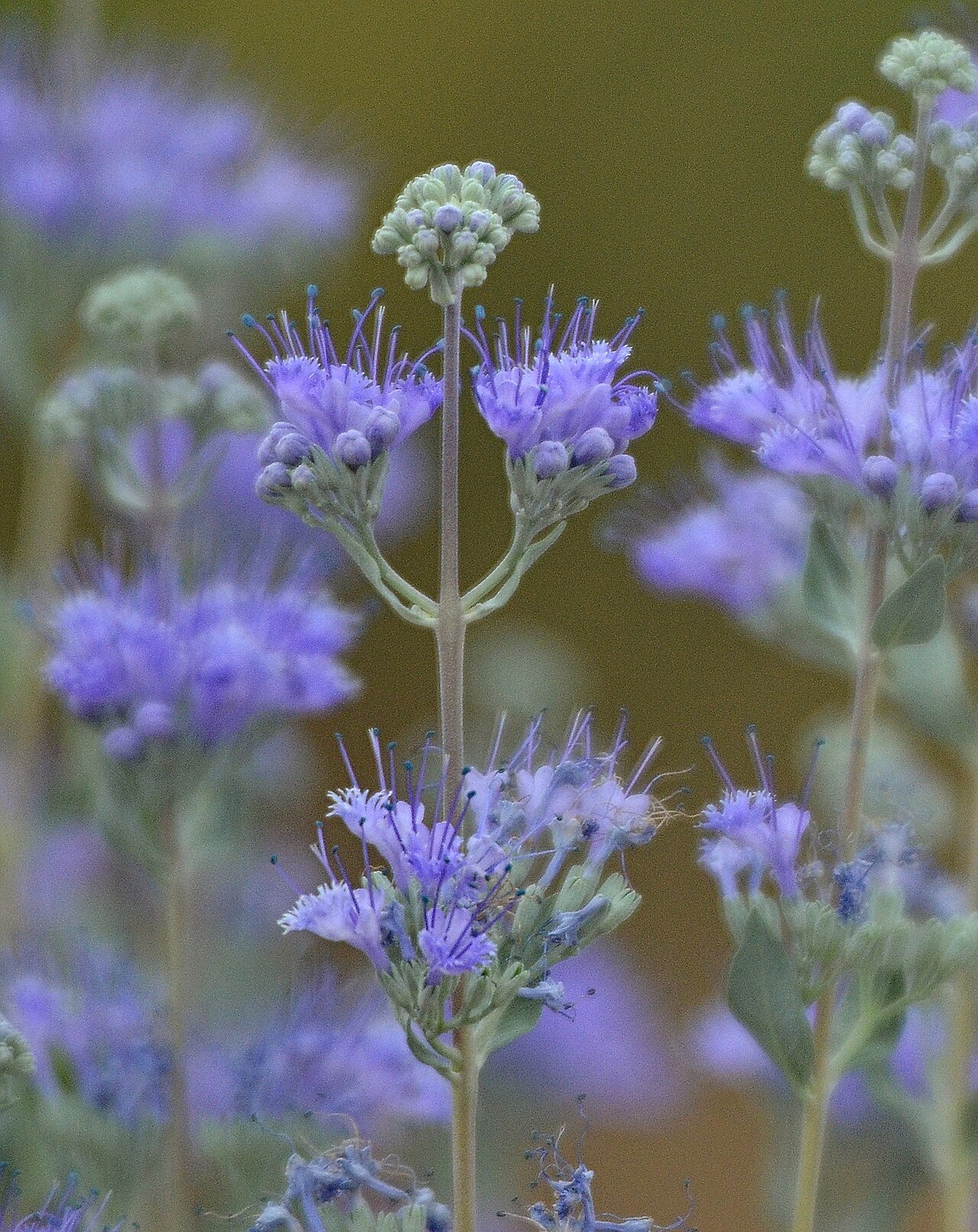 Caryopteris mongholica: Caryopteris mongholica