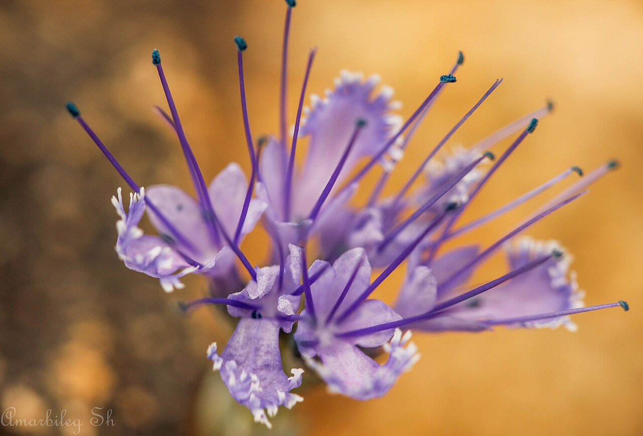 Caryopteris mongholica: Photo was taken in south eastern Mongolia