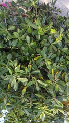 Sevenyear apple (Casasia clusiifolia)
