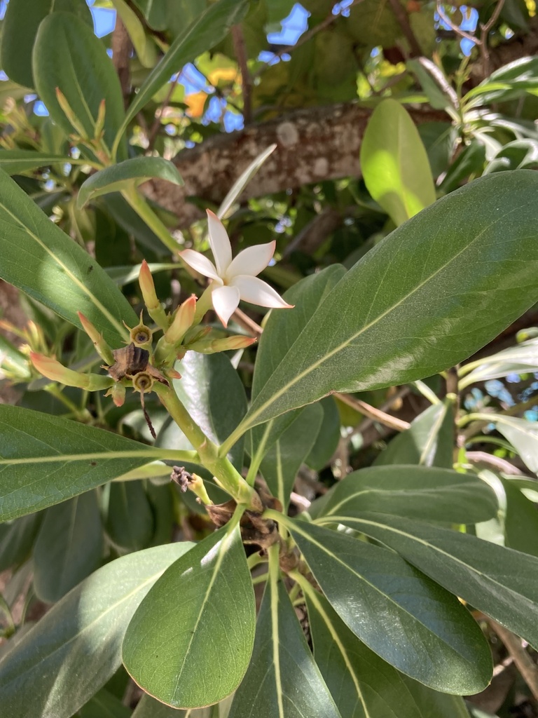 Sevenyear apple (Casasia clusiifolia)