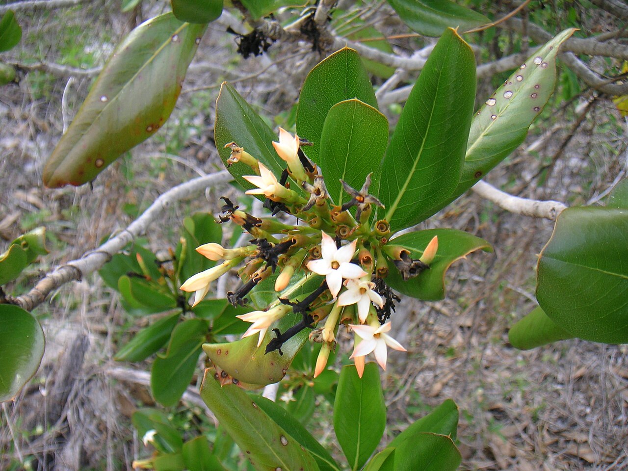Sevenyear apple: Casasia clusiifolia (Rubiaceae), Seven-year apple