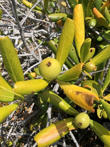 Sevenyear apple (Casasia clusiifolia)