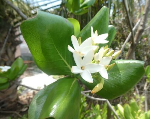 Sevenyear apple (Casasia clusiifolia)